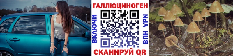 что такое   Верещагино  Галлюциногенные грибы Psilocybe 